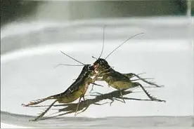 新聊斋丨蟋蟀退兵的传说图片