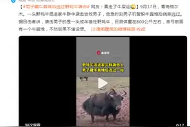 男子藏牛粪堆后逃过野牦牛袭击，网友：真走了牛屎运图片