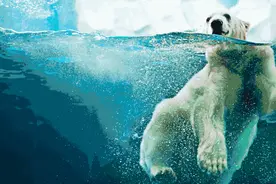 今日起，成都多个景区、公园陆续恢复开放！秋日景色、新耍法上新图片