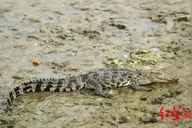 上海黄浦江畔鳄鱼现身，疑为暹罗鳄 警方：抓捕有难度，尚不清楚来源图片