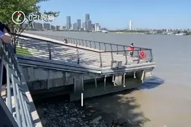 黄浦江边出现鳄鱼，专家：疑似暹罗鳄，可能会因夜间气温降低爬上滩涂图片