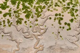 冲上热搜！钱塘江退潮后，惊现“大地之树”图片