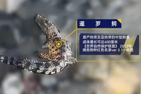 上海黄浦江出现鳄鱼后续：疑似暹罗鳄，可能会因夜间气温降低爬上滩涂图片