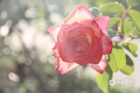 山东威海清晨露珠“点缀”月季 晶莹透亮图片