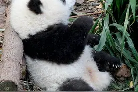 明日起！成都熊猫基地恢复开园图片