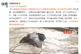 云南普洱：小象被困水池，救援人员砸池救出图片