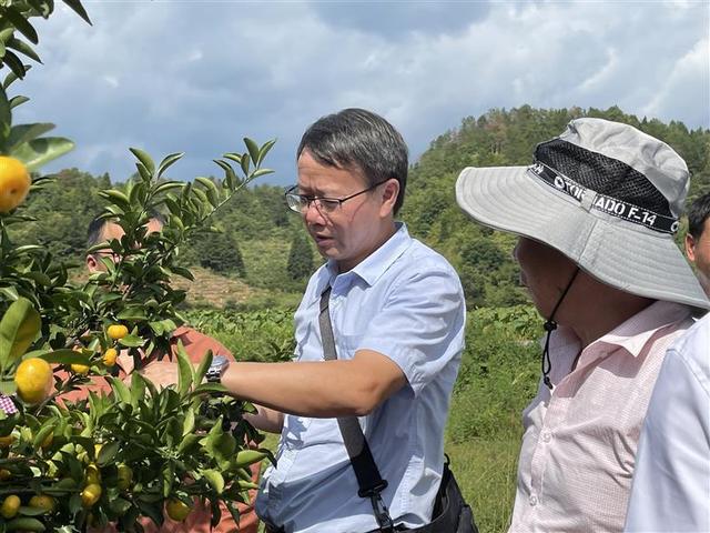 江西抚州：南丰蜜橘桂月红