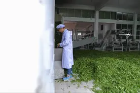 “三秦楷模”张淑珍：我一生就种好这棵茶树（下）图片