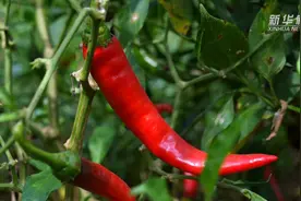 “辣椒之乡”辣椒红 三产融合助增收图片