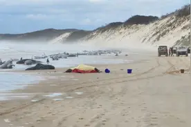 约230头鲸鱼在澳大利亚搁浅，当地政府：目前约半数还活着图片