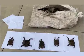 万余只中华大蟾蜍被解救 上海警方侦破非法捕猎案图片