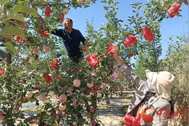 平凉静宁：果农摘袋忙丰收图片