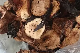 味香貌美的“野生幽灵”嘴别馋图片