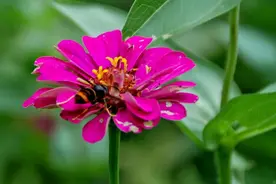 【探索】花一定比“草”好看？百日草、蓝花草最佳观赏点位快收好→图片