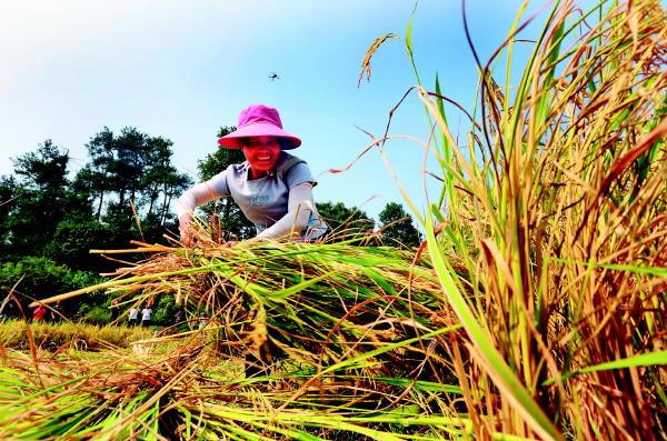 �鴨����ʻ�����