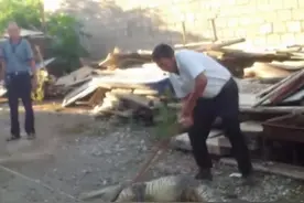 居民网购的鳄鱼养了6年长到两米，咬伤邻居！品种尚不清楚图片