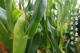 “秋收”收什么？白露谷，寒露豆，玉米收在秋分后图片