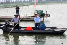 苏州阳澄湖大闸蟹即将上市，最佳赏食期在10月中下旬图片