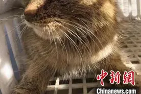 被救护荒漠猫“黄老太”“定居”西宁野生动物园图片