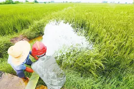 众志成城 保卫秋粮图片