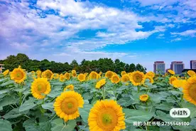 葵花向阳开图片