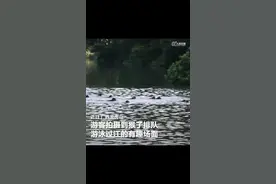 难得一见！广西龙虎山的猴子排队过江图片