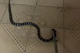 泉州南安一民宅：银环蛇斗五鼠，场面超罕见……图片