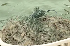 “爆笼”的幸福感！奉贤本地虾喜获丰收图片