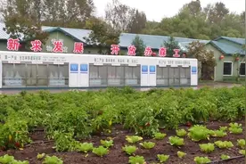 经济视点｜“猪菜同生”见过吗？来亚布力让你涨知识图片