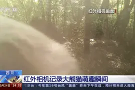 树洞里欣赏风景 红外相机记录大熊猫萌趣瞬间图片