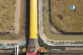 全球连线｜西北干旱之地也能养出肥美稻田蟹图片