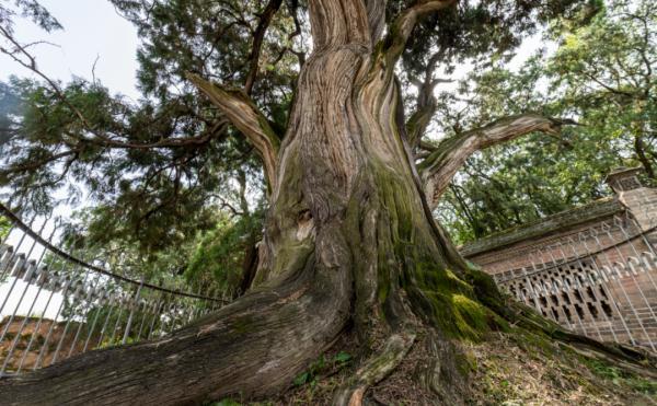 全国仅有的5株5000岁古树火了