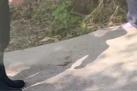 河塘里钓鱼，竟“钓”上来一条鳄鱼图片