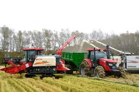 新华全媒+丨稀播密植多打粮——农场水稻的增产“密码”图片