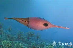 寸田乌蒙山鱼：浅海中穿梭的“梭”图片