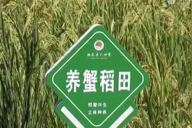 东蟹西引 东营携手酉阳探索稻蟹结合现代化产业新模式图片