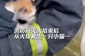 消防员火场救的小奶猫被收留，网友：恭喜小家伙喜获“编制”图片