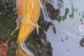 趵突泉胖锦鲤来了！网友：它们是不是叫“国泰民安”？图片