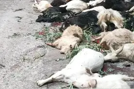 河南辉县近百只山羊集体跳崖坠亡？当地回应：18只羊死亡，已处理图片