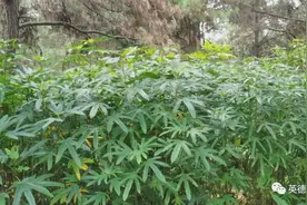 【要闻快讯】“钱”景好！市林科所林下种植五指毛桃获成功（四则）图片