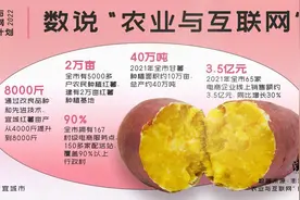 农业与互联网｜宜城红薯：产业“异军突起”的背后图片