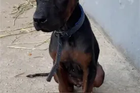 狗狗脸肿成表情包，主人：肿了吃骨头又卡住了图片