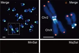 科研人员构建染色体融合小鼠模型、模拟染色体演化过程图片
