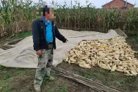 “就这块地眼看着越来越秃”……民警擒获“玉米大盗”图片