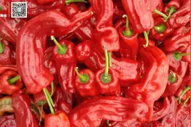 江城秋季辣椒陆续上市，市场紧俏售价略高图片