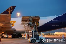 1170只智利羊驼飞来青岛，胶东机场圆满完成活体动物入境保障图片