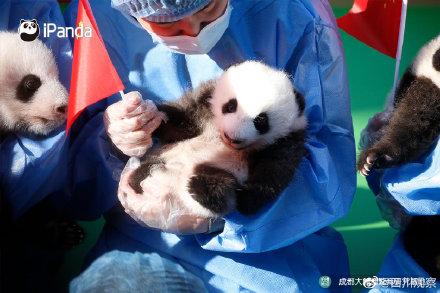 萌翻天！2022级熊猫幼崽亮相啦