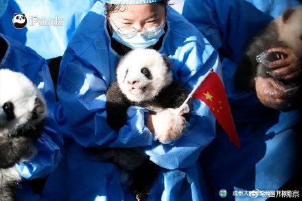 萌翻天！2022级熊猫幼崽亮相啦