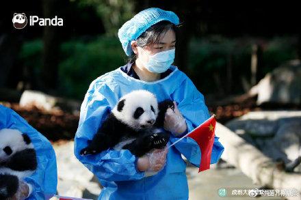 萌翻天！2022级熊猫幼崽亮相啦