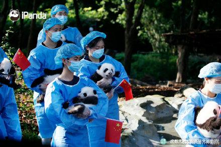 萌翻天！2022级熊猫幼崽亮相啦